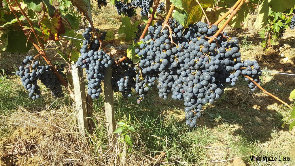 communication conversion bio vin viticulture
