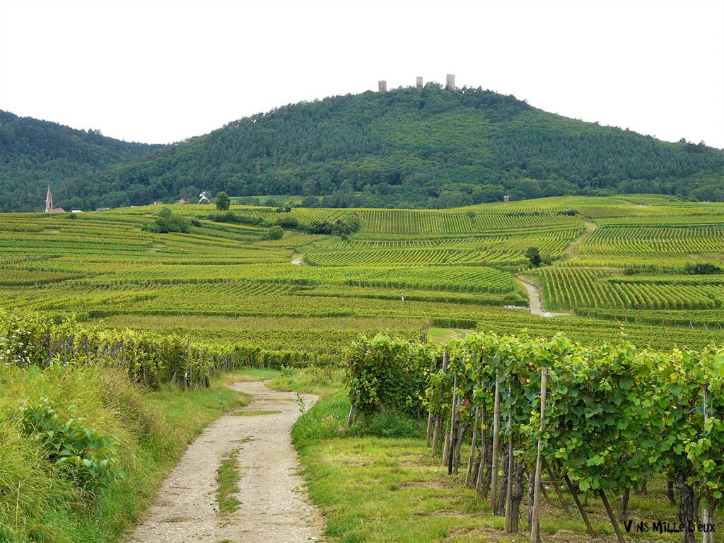 Eguisheim Alsace viticole