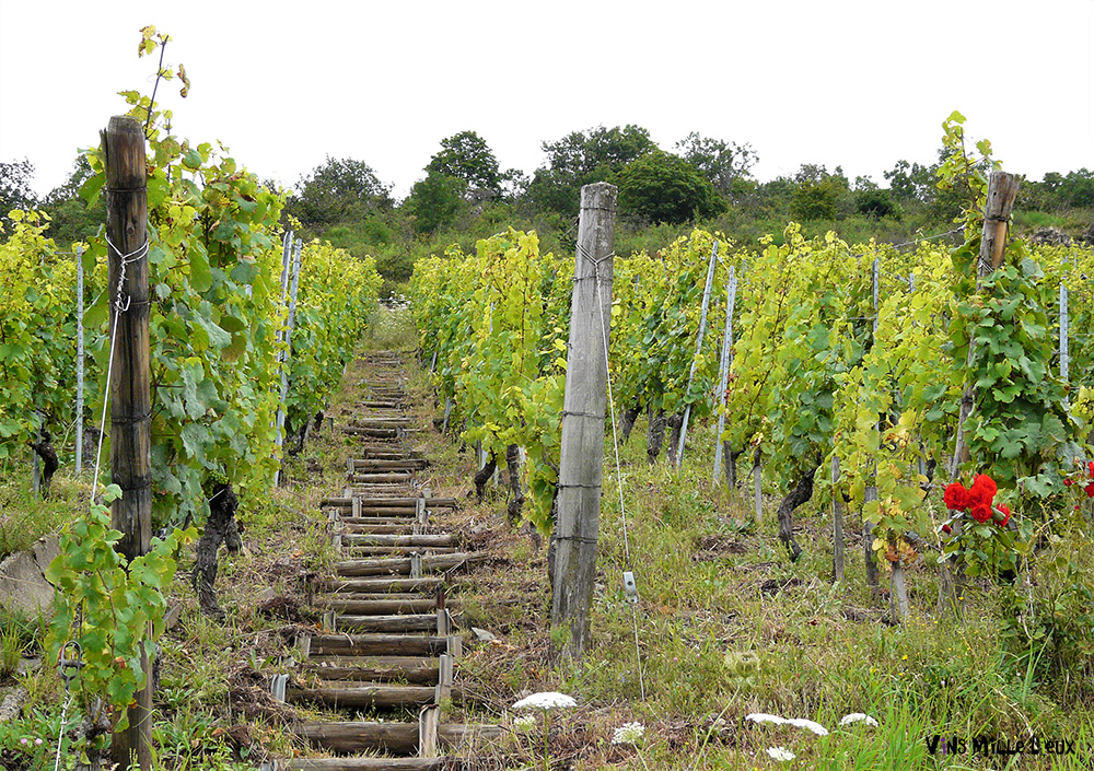 chemins en bois dans le vignoble alsacien