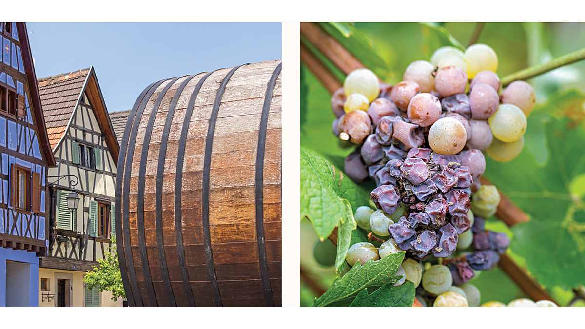 Cycle d&rsquo;ateliers Vignoble alsacien – crus classés, cépages et vinification – printemps 2026