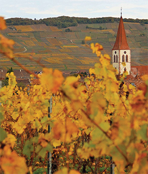 Vue du vignoble alsacien en automne